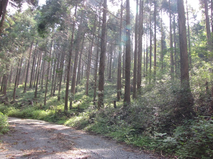 熊本市水道の森